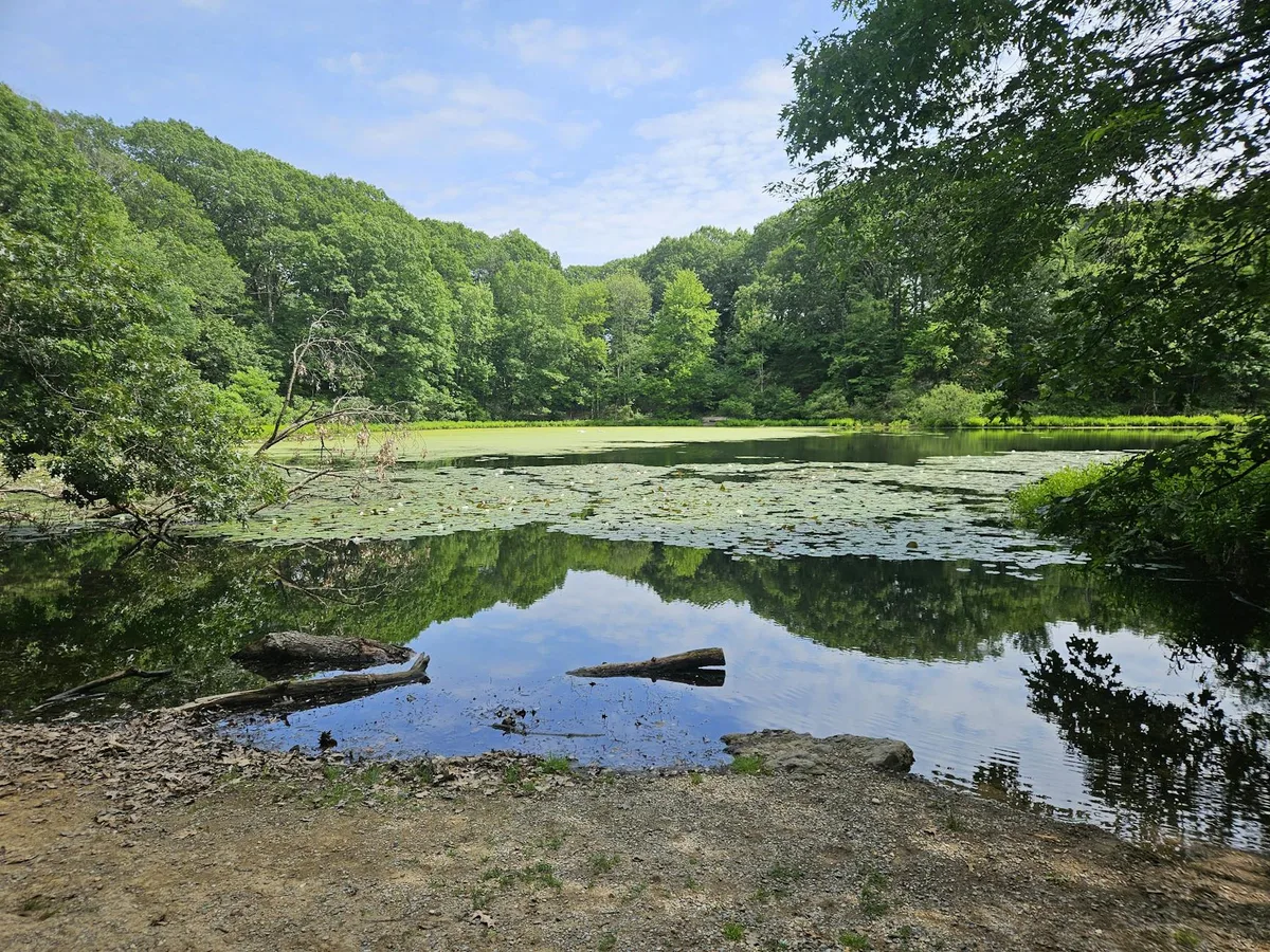 A quiet woodland pond is covered with lily pads and ringed by dense green trees, with a dead branch leaning over the water and a still reflection of the canopy and sky. The muddy shoreline and fallen log in the foreground give the scene a secluded, natural feel.