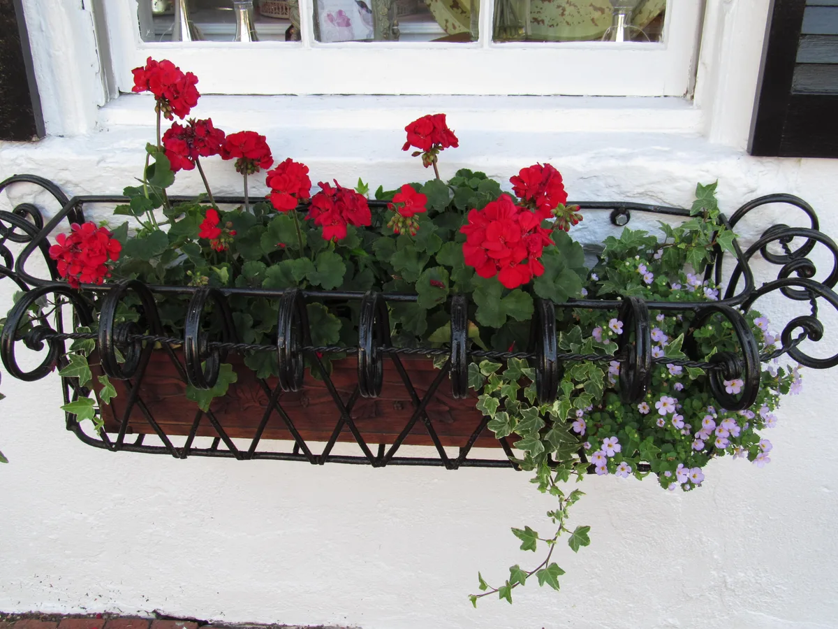 A black wrought-iron window basket holds bright red geraniums and trailing ivy against a whitewashed wall beneath a white-paned window with dark shutters. The close-up composition highlights the crisp contrast of the flowers, metal scrollwork, and colonial-style façade.