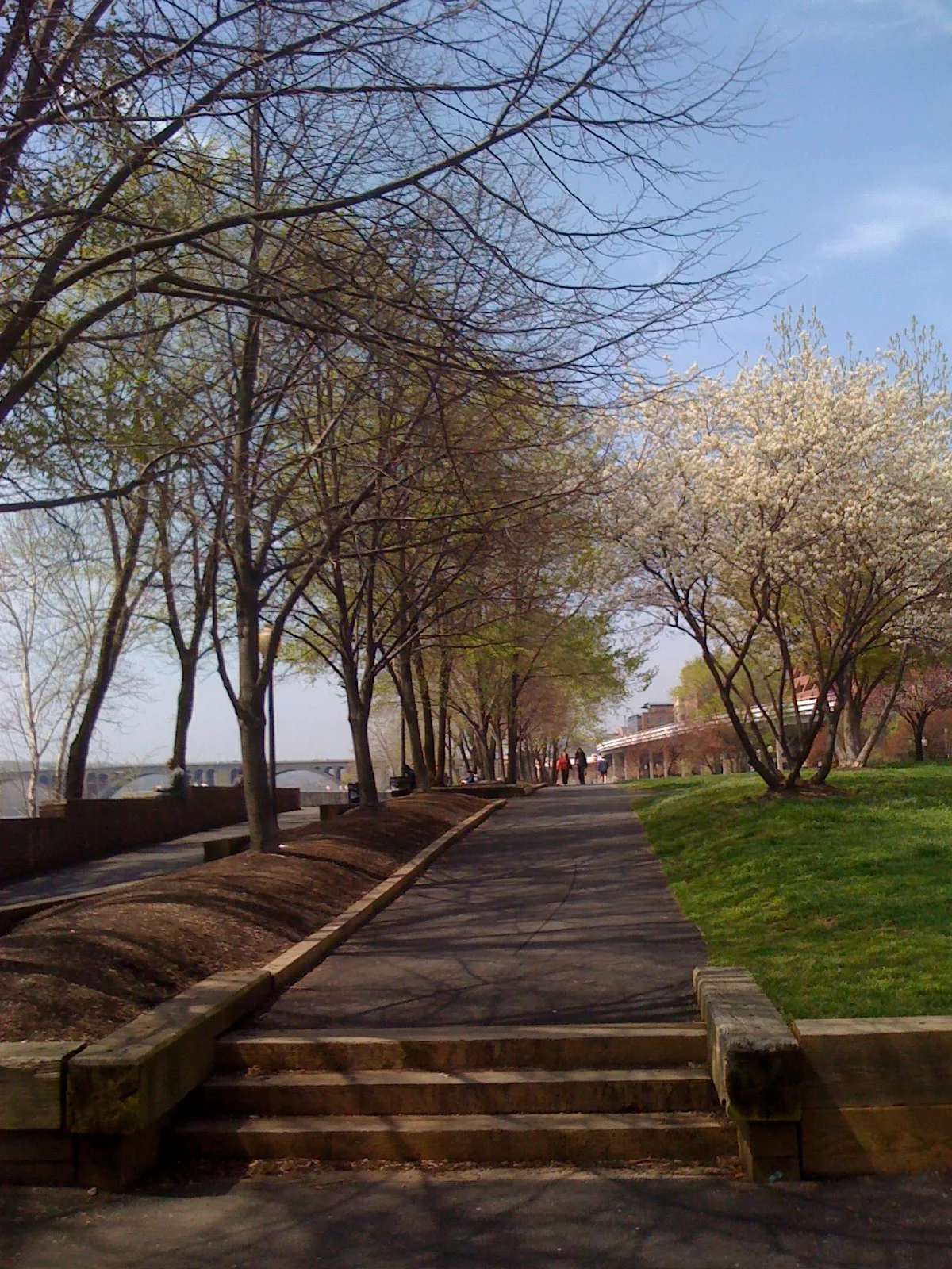 A paved waterfront path leads through a row of tall trees with bare branches and spring blossoms, with long shadows stretching across the walkway. The Potomac and a low bridge peek through on the left, while a grassy slope and pale flowering trees brighten the right side.