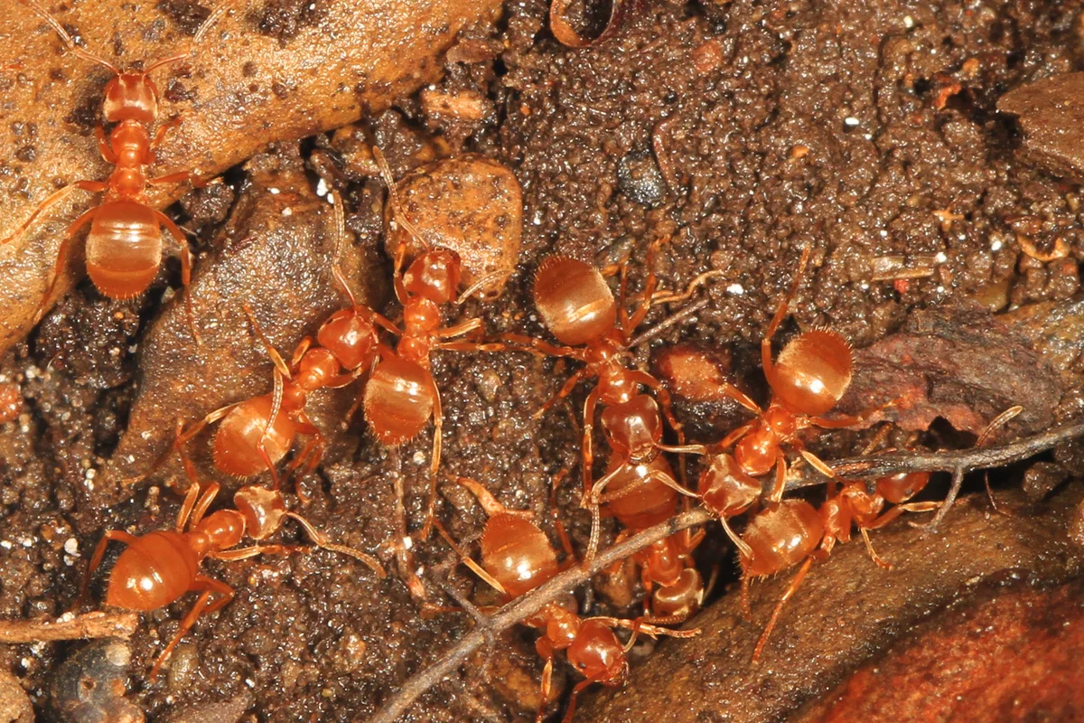 Close-up of several bright orange citronella ants clustered on dark, damp soil and decomposing wood, with shiny bodies catching the light. The tight macro composition fills the frame with tangled twigs, leaf litter, and textured earth.