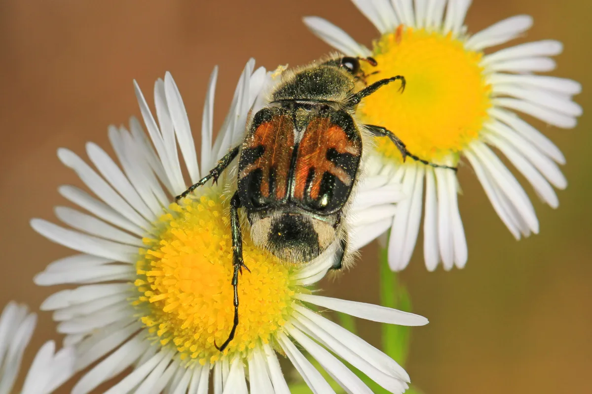 A close-up macro shows a fuzzy beetle with orange-and-black wing covers feeding on a white fringed polygala flower, with a second bloom softly blurred behind it. The yellow centers and delicate white petals stand out against a smooth brown background in warm sunrise light.