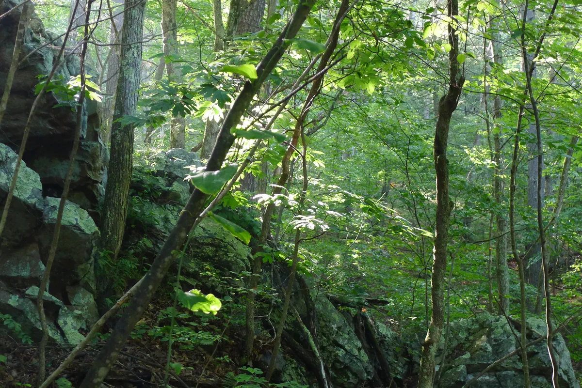 Sunlit green hardwood forest on a rocky hillside, with slender tree trunks and saplings growing among dark boulders and mossy stone outcrops. Bright morning light filters through the canopy, creating patches of glow on the leaves and cliff face.