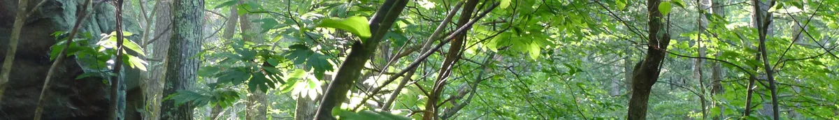 Sunlight filters through dense green forest at the overlook, lighting up tree trunks and leafy branches in the foreground. Dark rocks and layers of foliage suggest a steep, wooded ridge deep in Green Ridge State Forest.