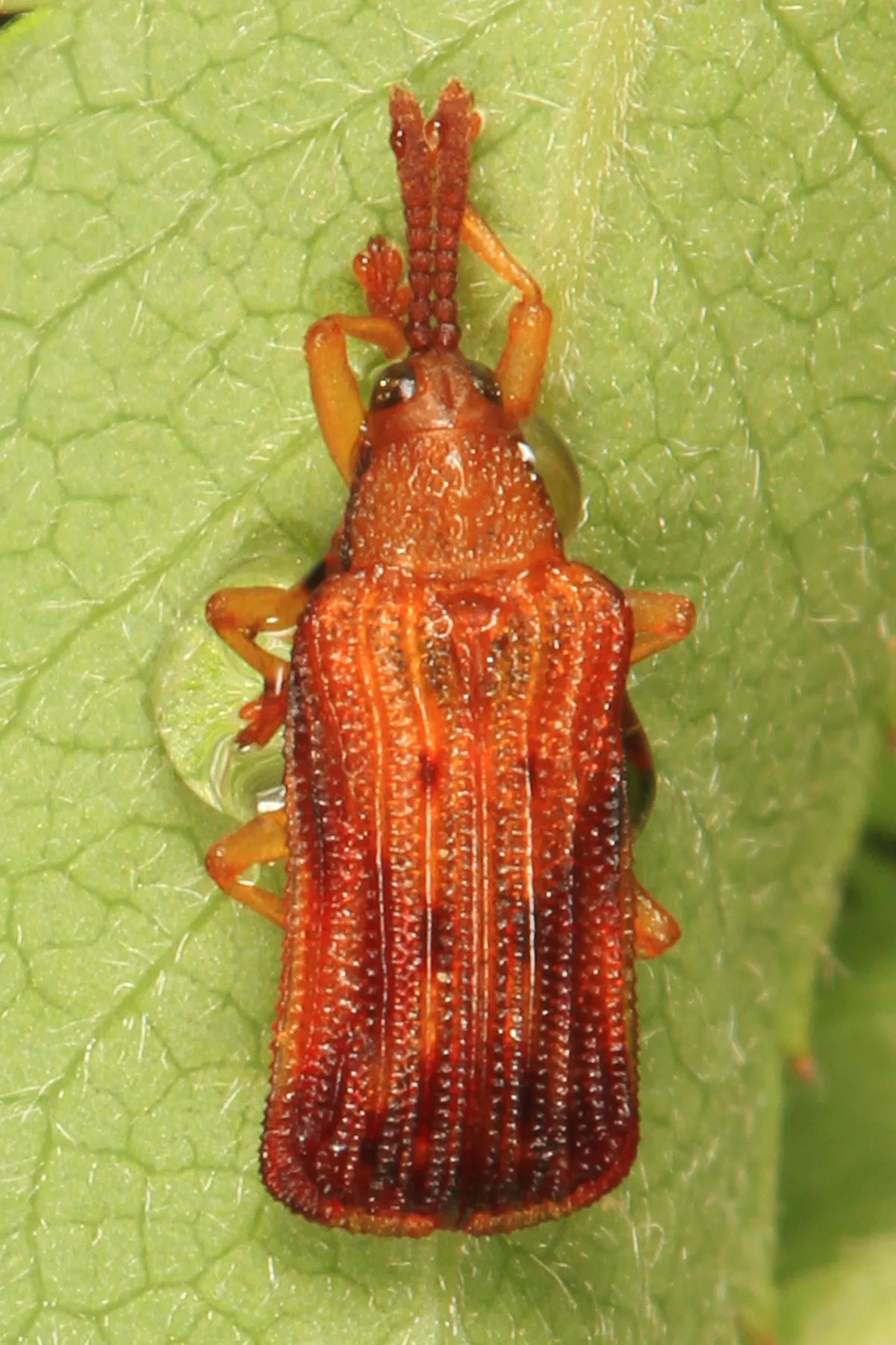 A close-up macro shows a small reddish-orange leaf miner beetle clinging to a pale green leaf, with its ridged back, segmented antennae, and translucent legs sharply detailed. The leaf’s veined surface fills the background, creating a simple, high-contrast natural composition.