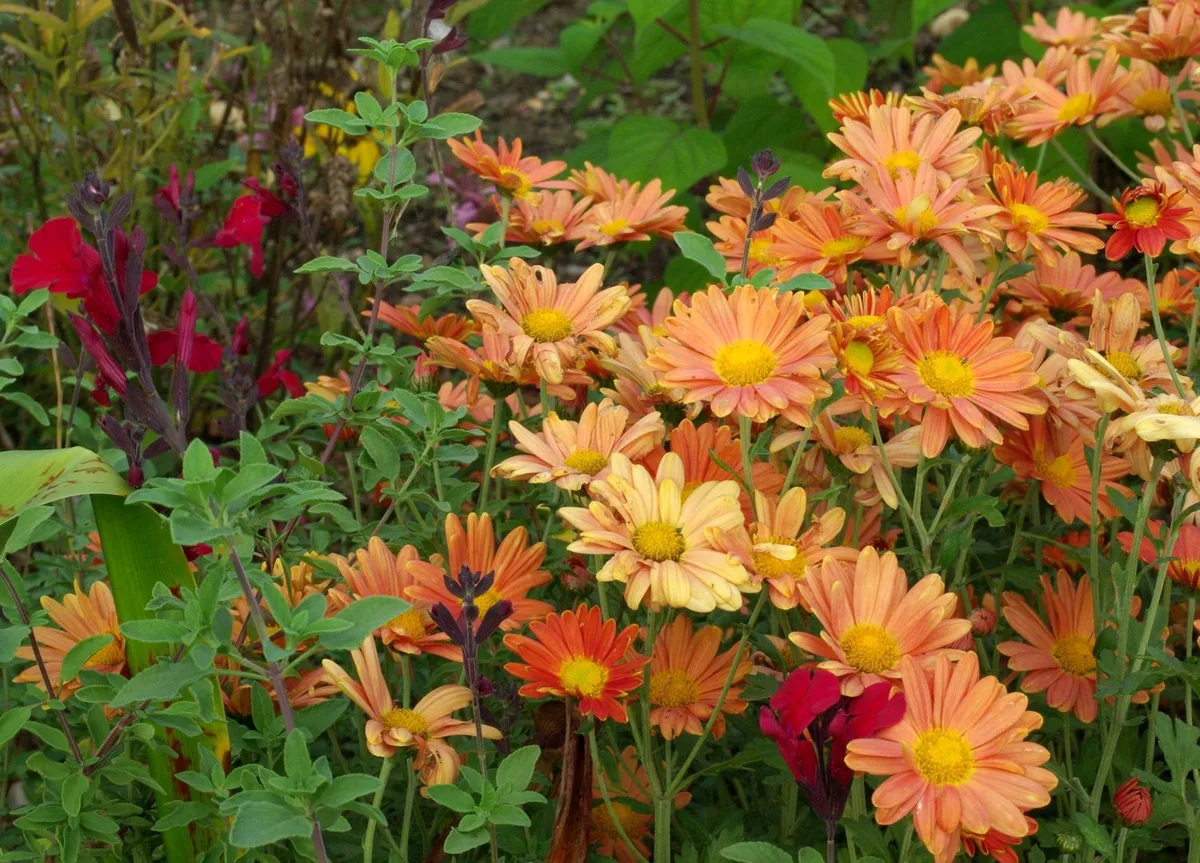 A dense close-up of autumn garden flowers fills the frame, with peach, orange, and yellow daisy-like blooms layered among green foliage and a few deep red blossoms. The midday light brings out the warm fall colors and textured petals.
