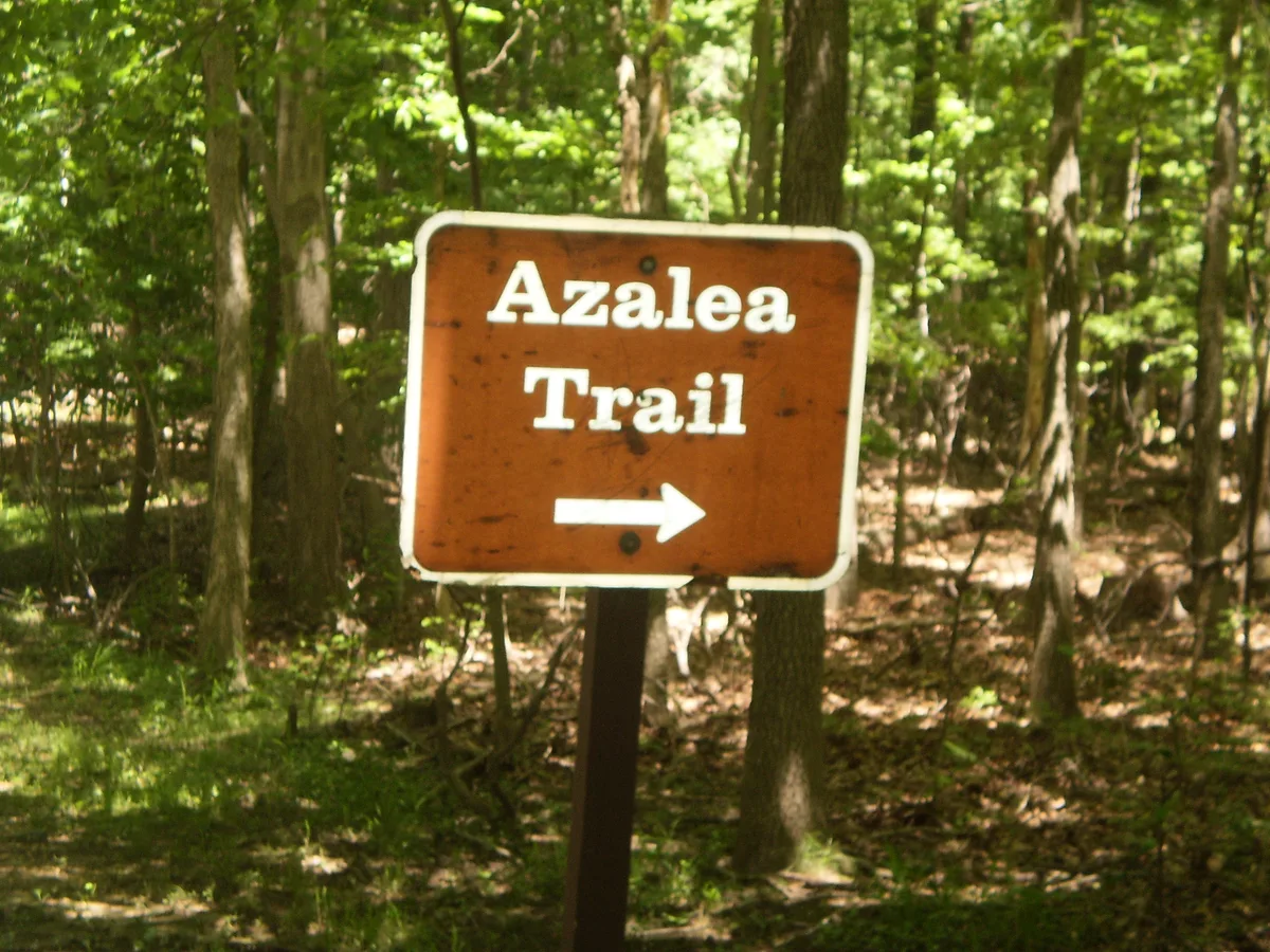 A brown Azalea Trail sign with a right-pointing arrow stands in a sun-dappled hardwood forest, surrounded by tall tree trunks and green undergrowth. The morning light filters through the canopy, giving the wooded trail a quiet, shaded feel.