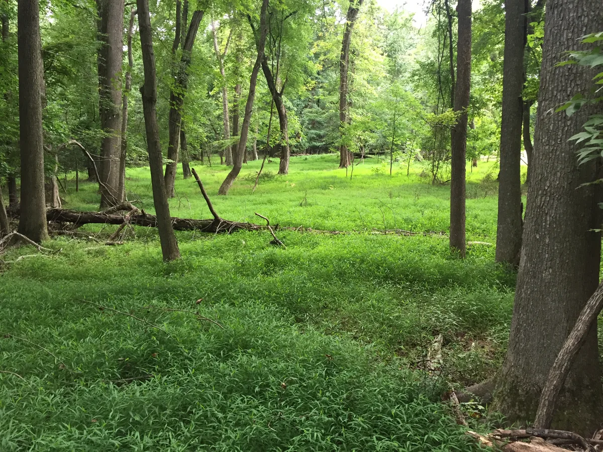 Tall hardwood trees rise above a bright green forest floor carpeted with dense grass-like invasive growth, with a fallen log stretching across the midground. Soft morning light filters through the canopy, giving the wooded Greenbelt Park scene a quiet, lush feel.