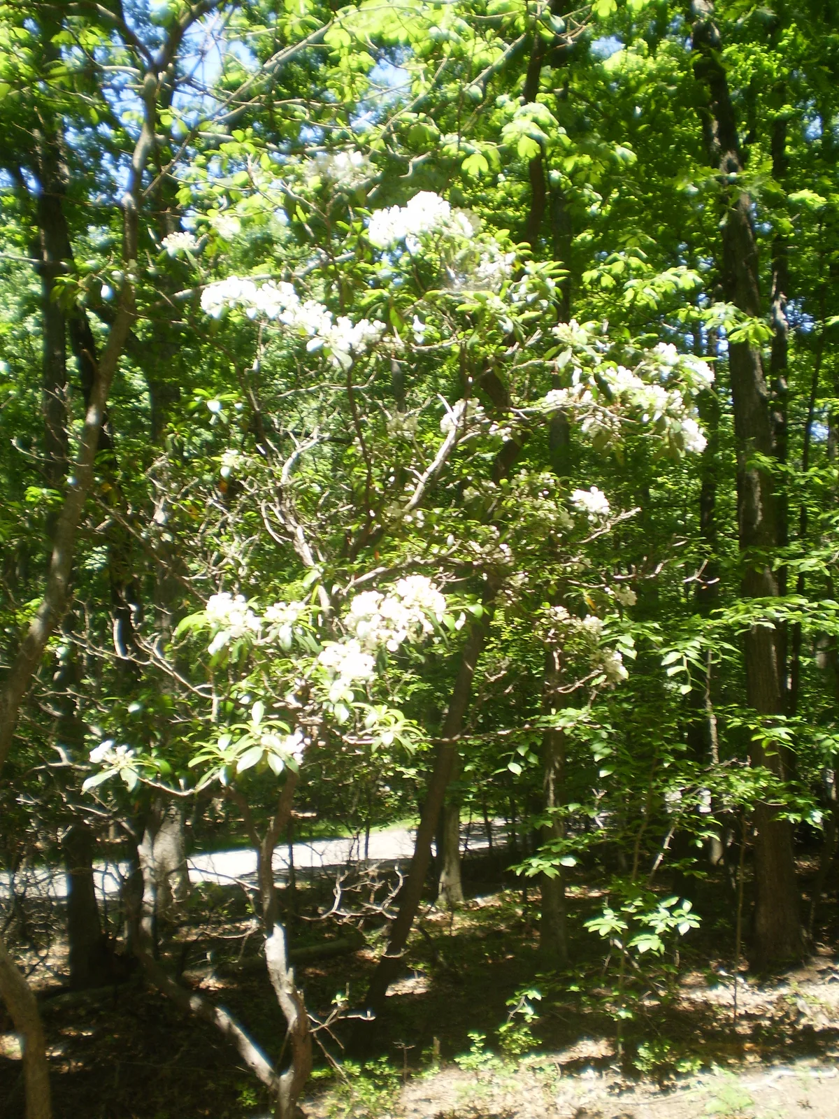 Sunlit woodland scene with a flowering understory tree in the foreground, its white blossoms glowing against a dense backdrop of tall green hardwoods. A pale park path peeks through the trees below, with dappled morning light filtering across the forest floor.