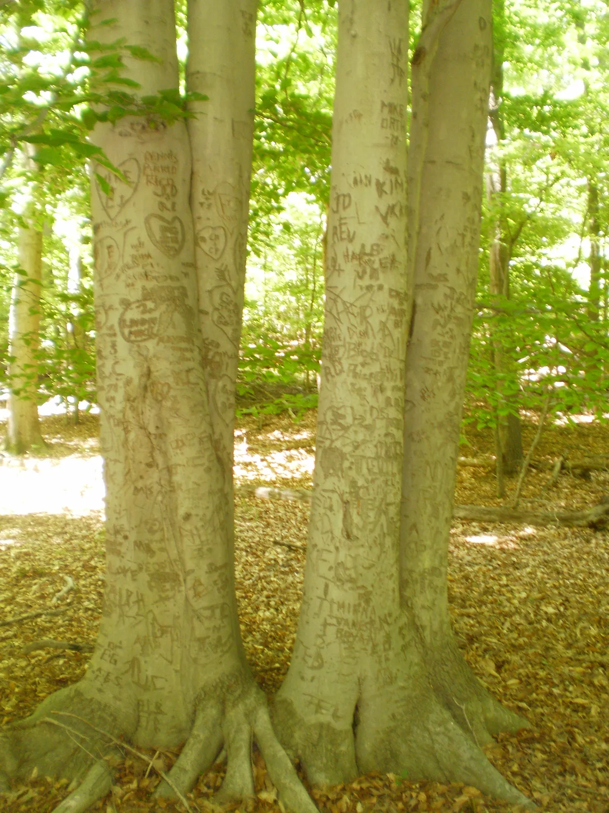Three pale-gray beech trunks fill the foreground, their smooth bark covered in carved initials and hearts, with bright green leaves filtering soft morning light behind them. The forest floor is carpeted in dry leaves, and the scene feels quiet and shaded beneath the dense canopy.