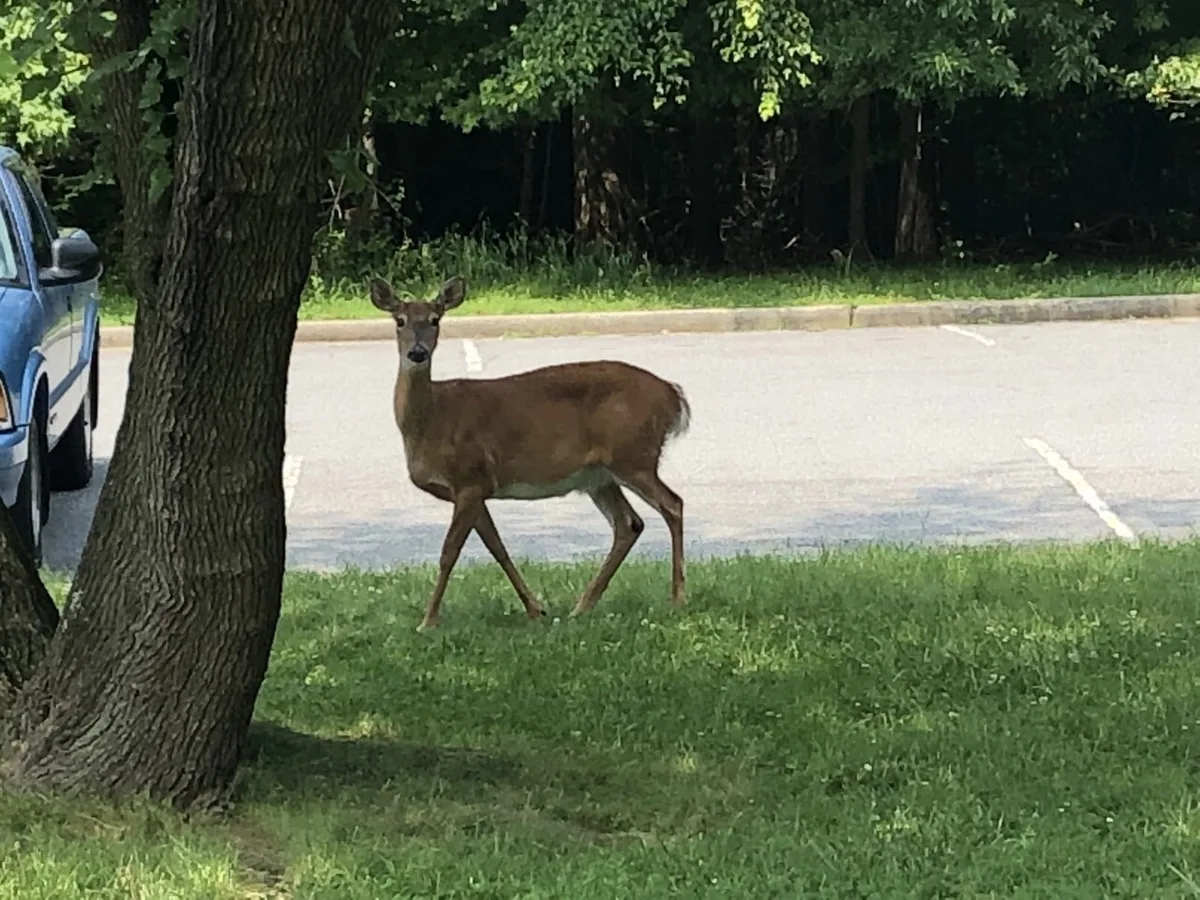 A deer stands on a grassy verge beside a parking lot, partly framed by a large tree trunk in the foreground and a blue vehicle at the left edge. Dark woods and bright morning light create a quiet contrast between the park’s forest and the paved area.