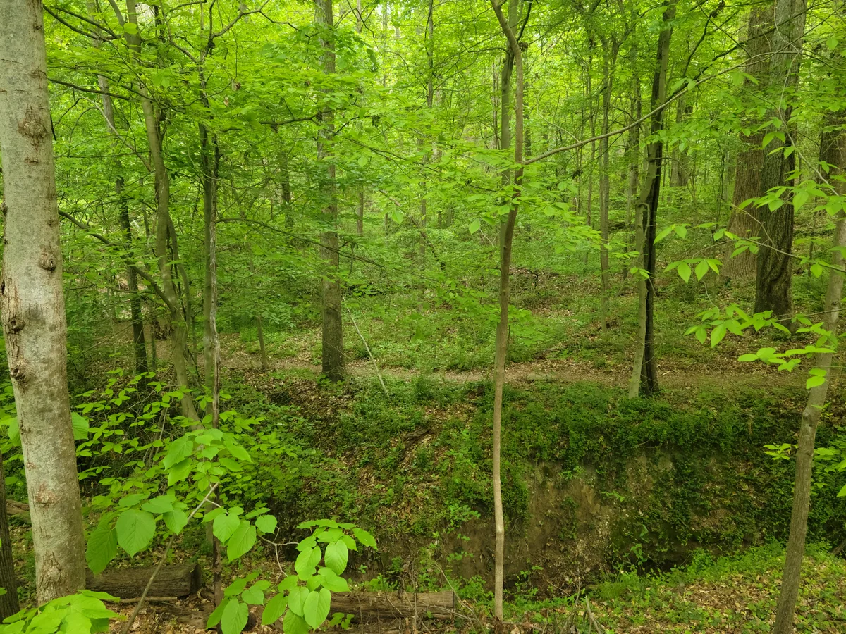 Lush spring woodland on a steep riverbank, with bright green leaves, slender tree trunks, and a narrow dirt path cutting across the middle ground. The rocky embankment and fallen log in the foreground suggest a quiet, shaded trail above the James River.