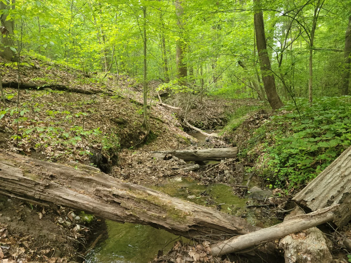 A shaded, leaf-green woodland ravine cuts through the park, with a narrow stream winding past fallen logs, mossy banks, and exposed roots under a dense summer canopy.