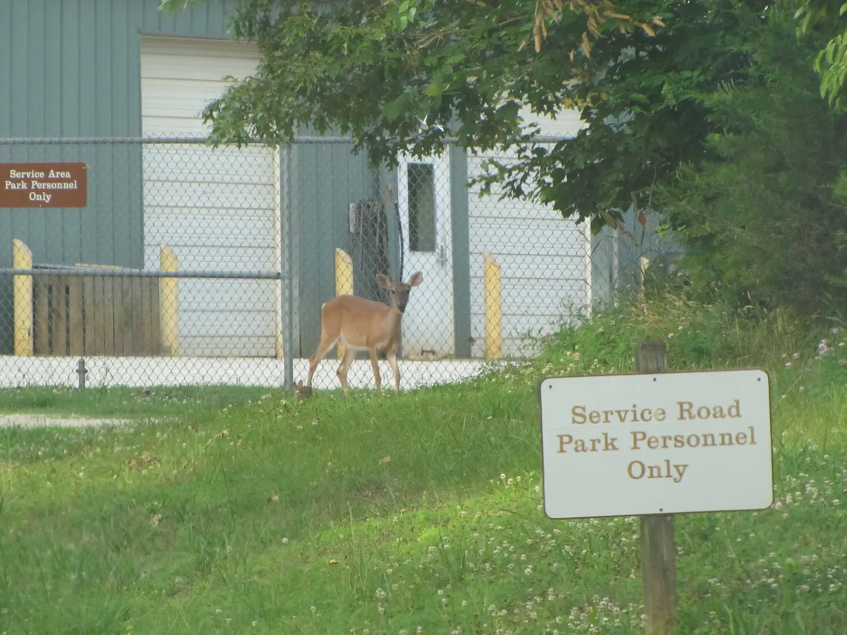 A deer stands on a grassy slope beside a chain-link fence and a park service building, with a white “Service Road Park Personnel Only” sign in the foreground. Trees frame the scene, giving it a quiet, suburban-edge feel.