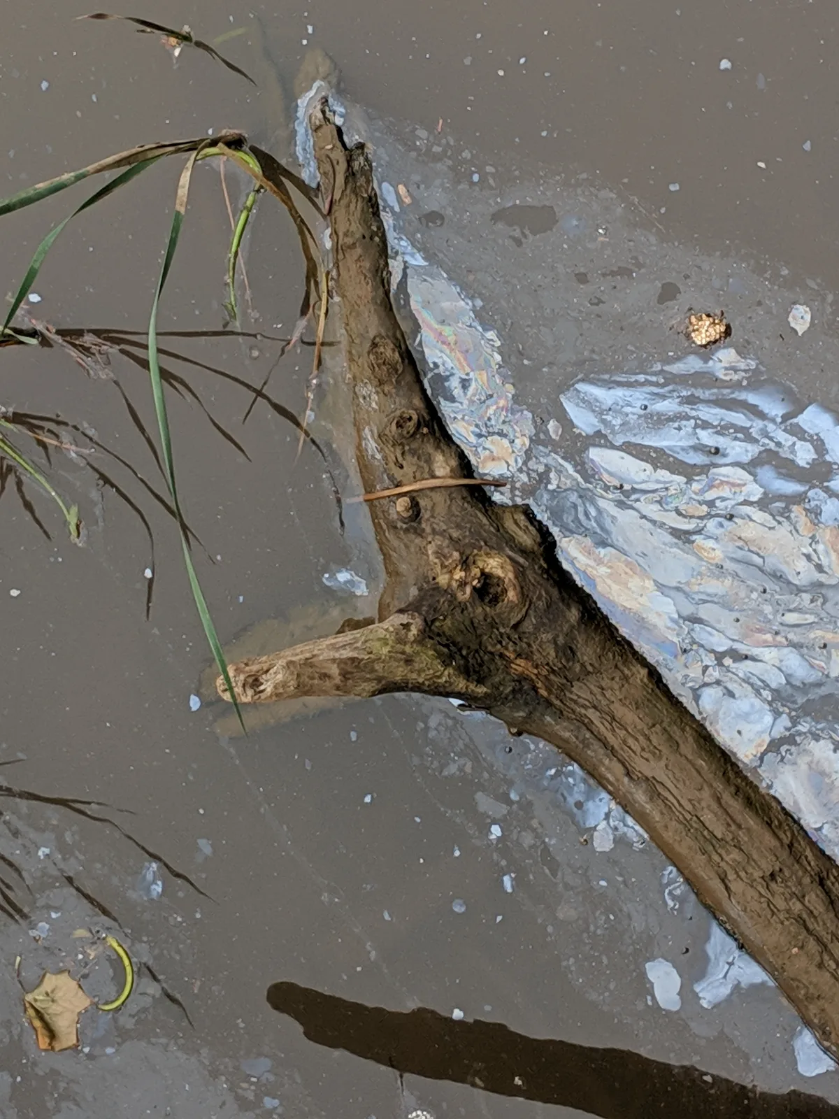 A weathered branch juts diagonally through still gray pond water, where a pale, iridescent reflection shimmers along the surface. Thin aquatic stems and a few drifting leaves frame the scene with a quiet, close-up feel.