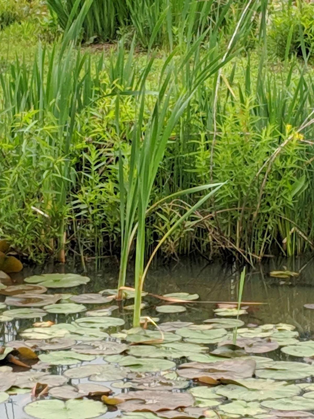 A dense patch of green reeds rises from a calm pond covered with overlapping lily pads, with a few brown-edged leaves and dark water visible between them. The scene feels close-up and lush, with the tall vegetation reflected faintly in the still surface.