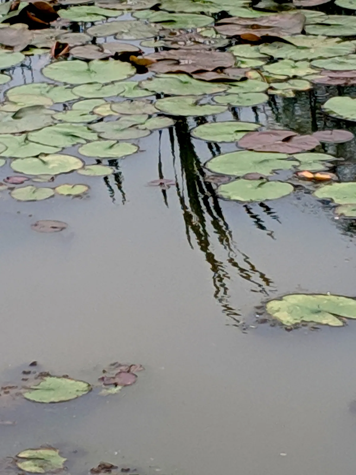 A calm pond at Kenilworth Aquatic Gardens is covered with scattered green and pink lily pads, their rounded shapes floating across the reflective water. Dark, wavy reflections of tall plants cut through the center, adding a soft abstract pattern to the still surface.