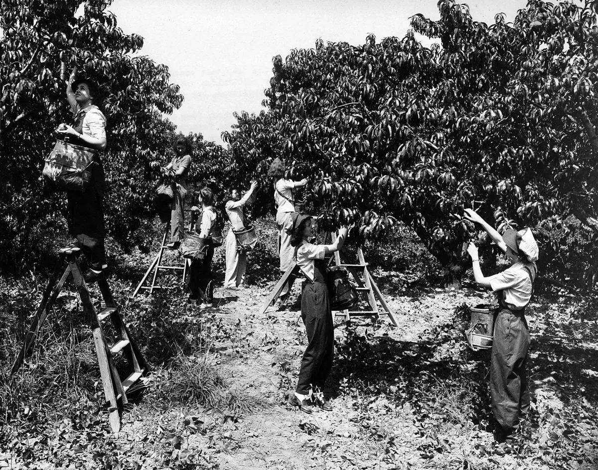 Women in overalls and sun hats harvest peaches from tall orchard trees, standing on wooden ladders and reaching into the branches with picking bags at their waists. Bright summer light and the dense canopy frame the workers along a dirt path lined with grass and fallen leaves.