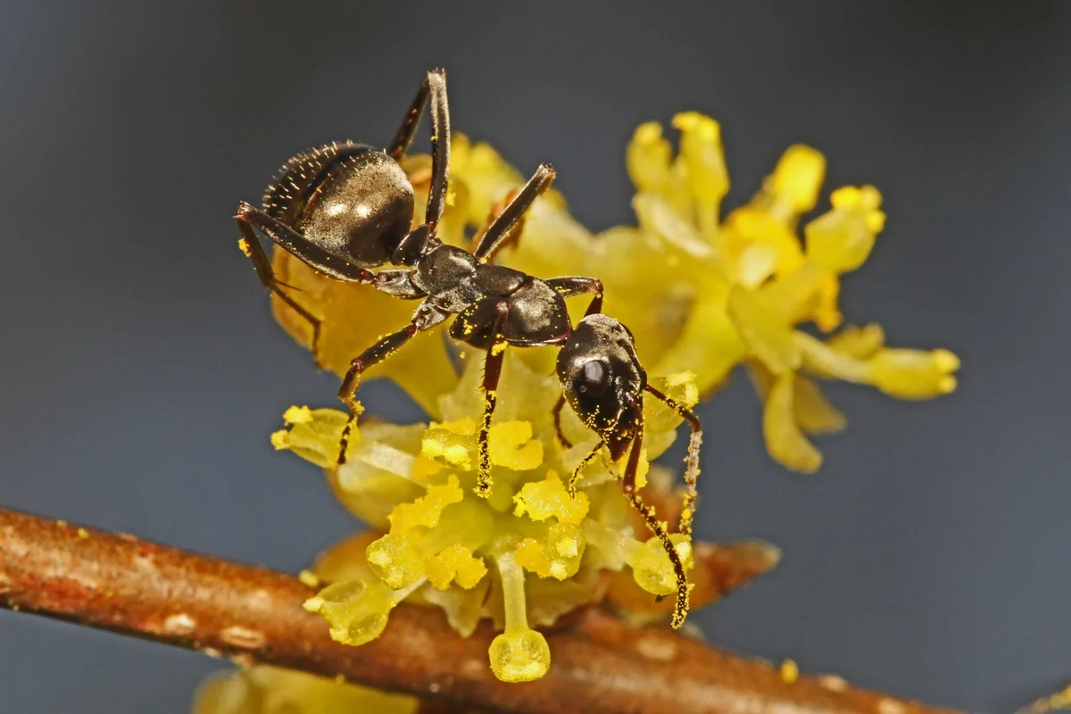 A close-up macro shows a shiny black ant crawling across tiny yellow spicebush flowers on a thin brown twig. The background is softly blurred into a dark gray wash, making the insect and blossoms stand out in sharp detail.