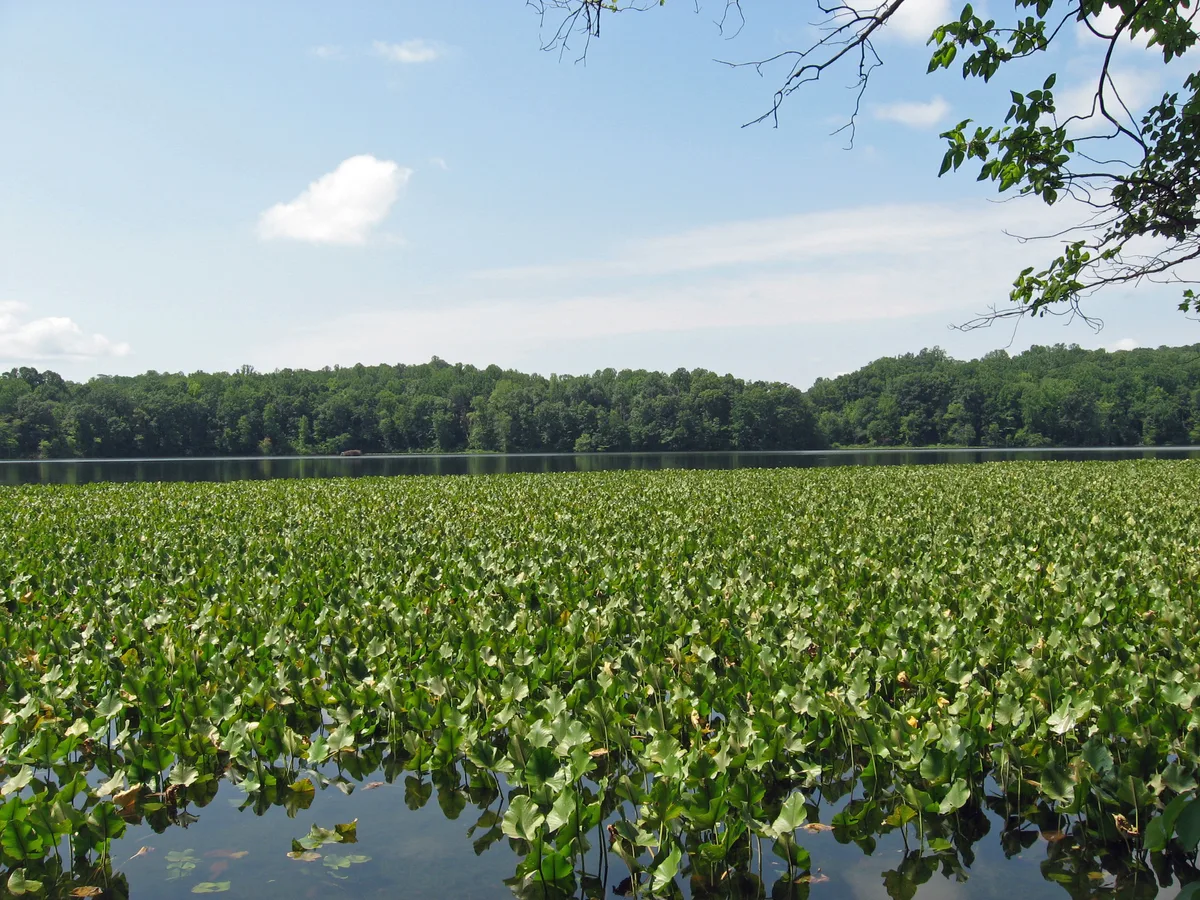 A wide view across the Potomac shows a broad foreground of bright green floating marsh plants, with a calm strip of water and a tree-lined opposite bank under a pale blue sky. Bare branches and a few leaves frame the top edge, giving the scene a quiet summer feel.