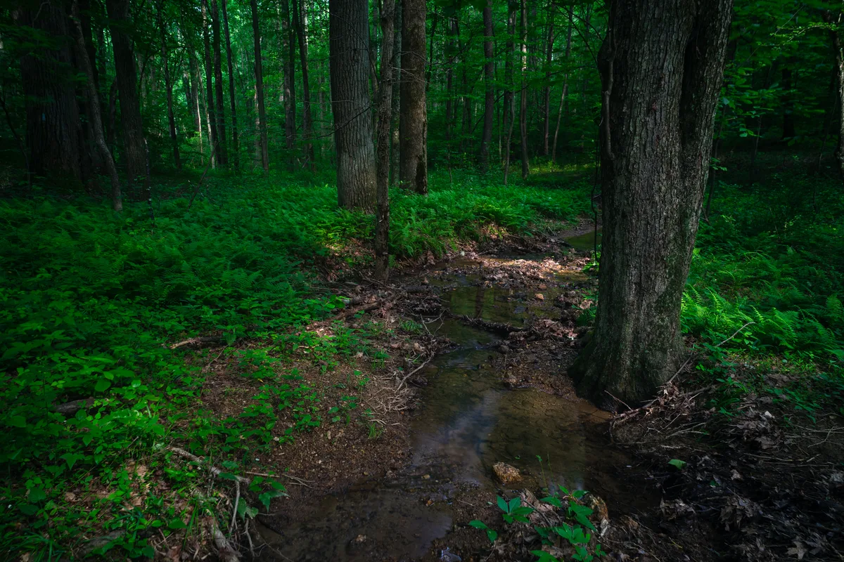 Little Bennett Regional Park