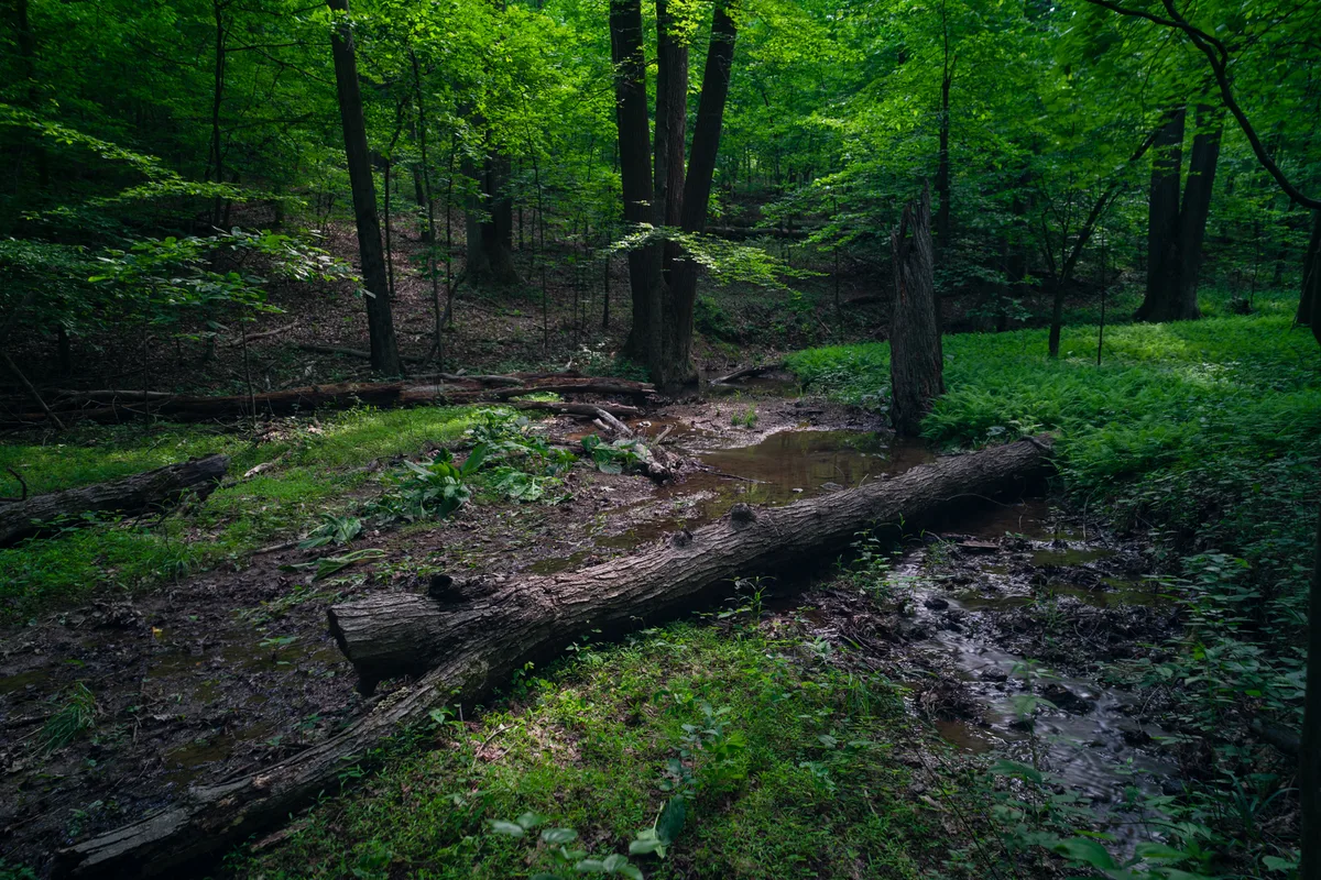 A wooded trail scene in deep green light shows a muddy stream crossing the forest floor, with fallen logs spanning the water and dense spring undergrowth along both banks. Tall deciduous trees rise into the shaded background, while bright patches of moss and leaves catch the soft golden-hour glow.
