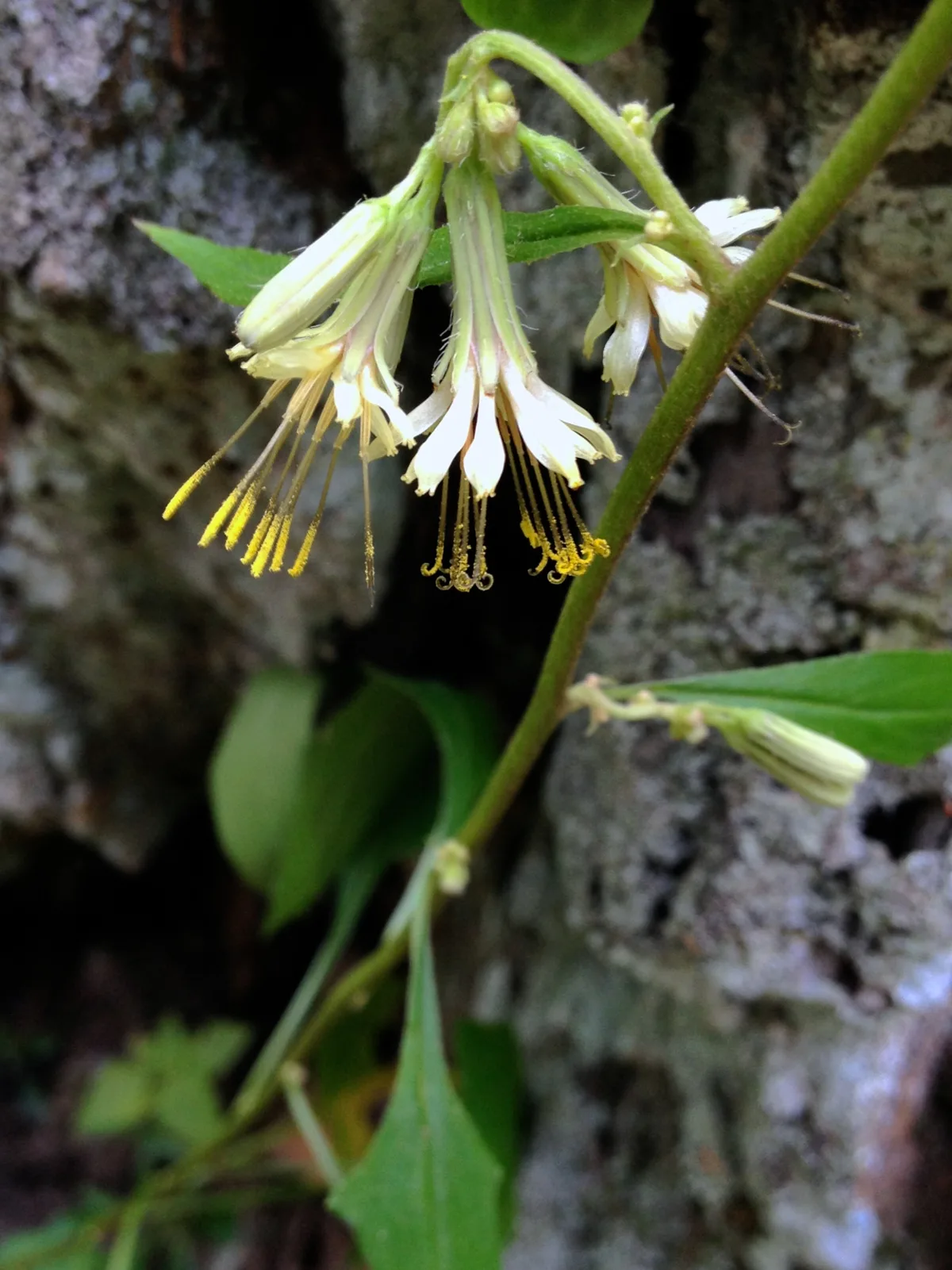 Close-up of a delicate wildflower stem with drooping white, bell-shaped blossoms and long yellow stamens, set against rough gray tree bark. Soft focus and shallow depth of field isolate the flowers, with a few green leaves and buds trailing down the stem.