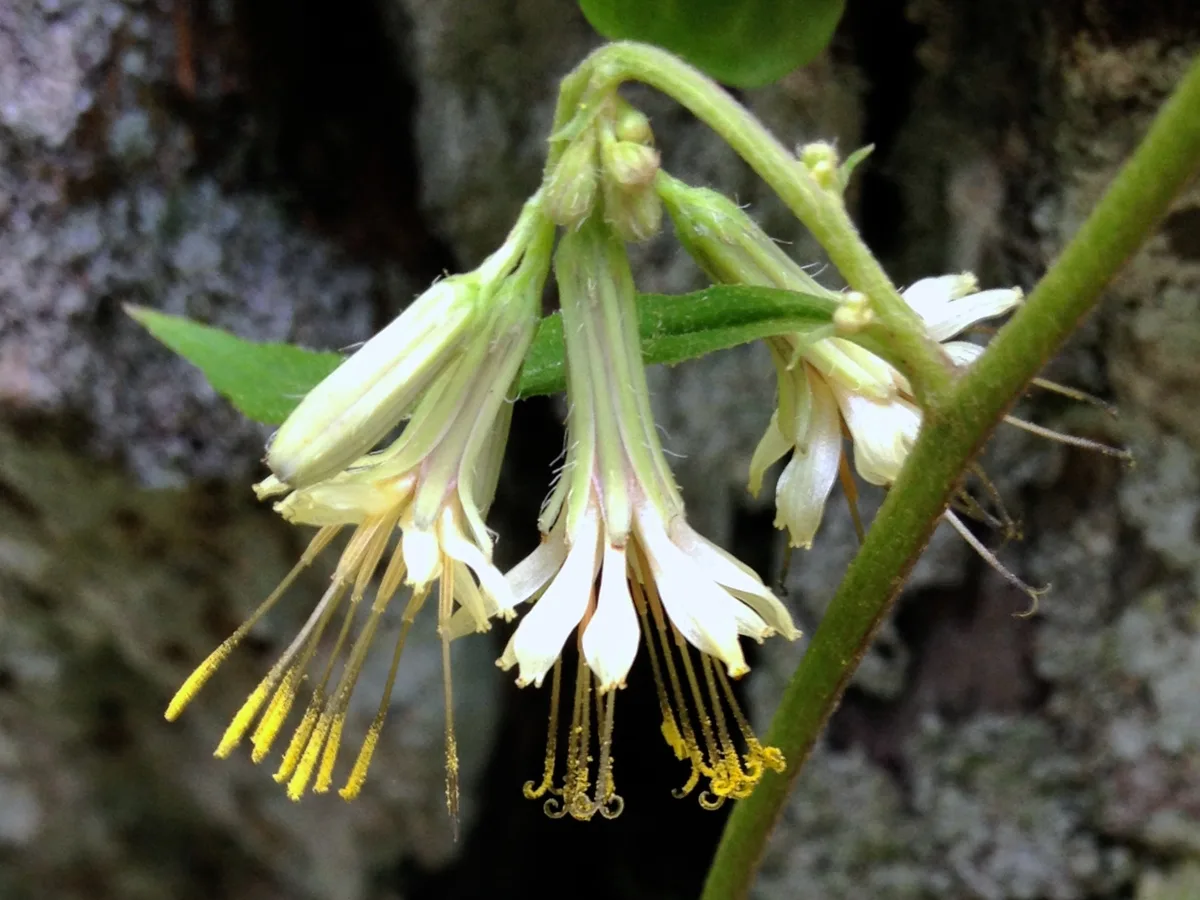 Close-up of a delicate wildflower cluster with drooping white tubular blossoms, pale green buds, and bright yellow stamens hanging from a slender stem. The flowers are sharply focused against a dark, softly blurred woodland background.