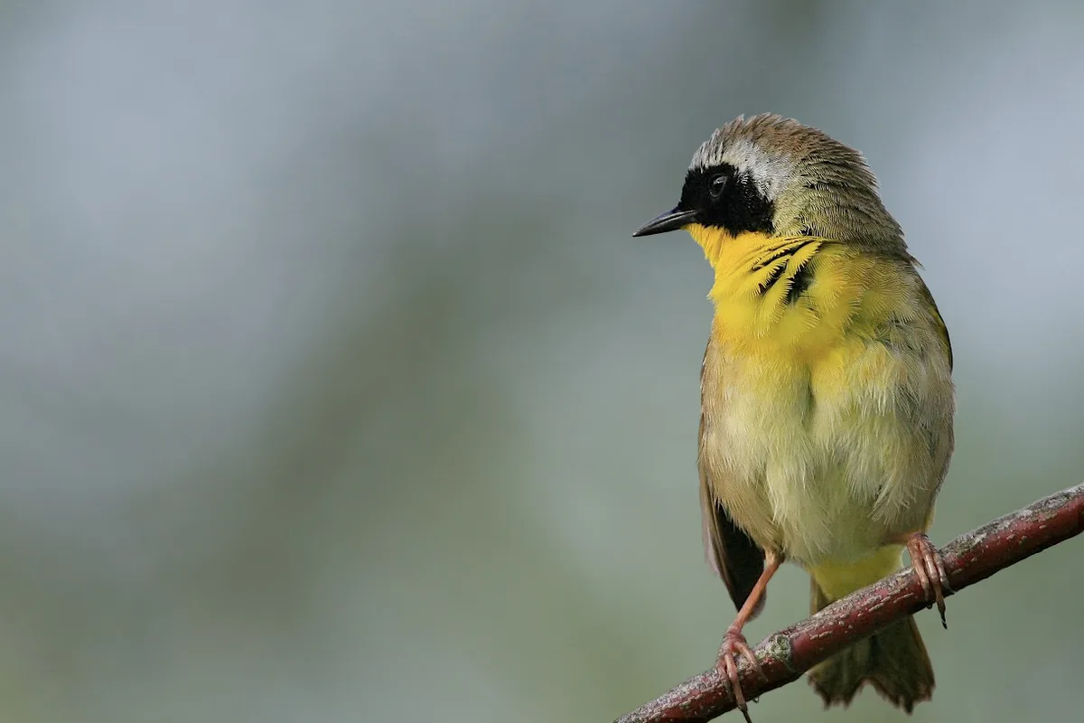 A small bird with a bright yellow throat and black face mask perches on a reddish branch, sharply lit against a soft gray-green blurred background. The close-up composition highlights its fine feathers and alert profile.