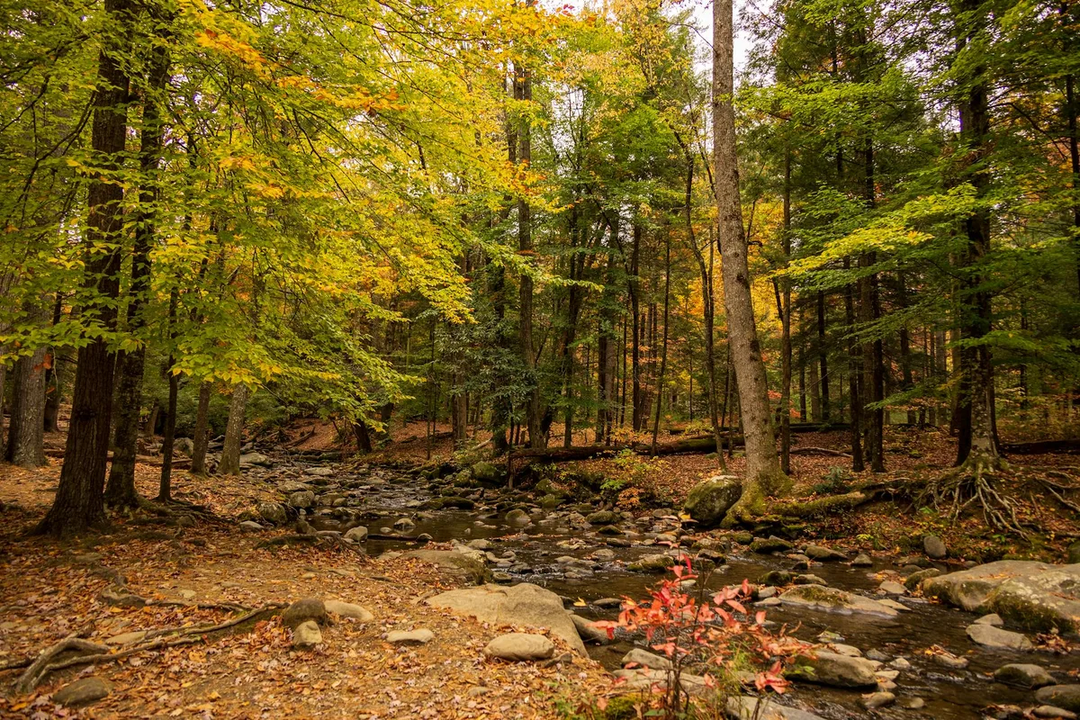 A shallow rocky stream winds through a dense forest at golden hour, with tall trunks and leafy branches glowing in early autumn greens, yellows, and orange. Fallen leaves carpet the ground, and a small red shrub adds a bright accent in the foreground.