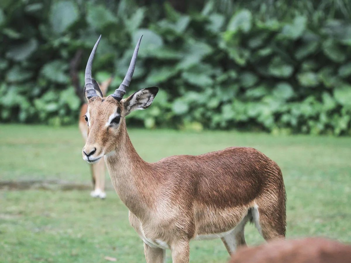 A slender antelope with long, curved horns stands in a grassy meadow, sharply focused against a soft blur of dark green foliage. A second antelope is partly visible behind it, with warm, even light giving the scene a calm, natural feel.