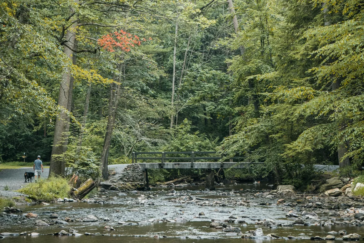 A shallow rocky stream winds through dense green forest beneath a small wooden footbridge, with a person and dog walking along the gravel path at left. Soft late-day light catches a few leaves turning orange and yellow, hinting at early autumn.