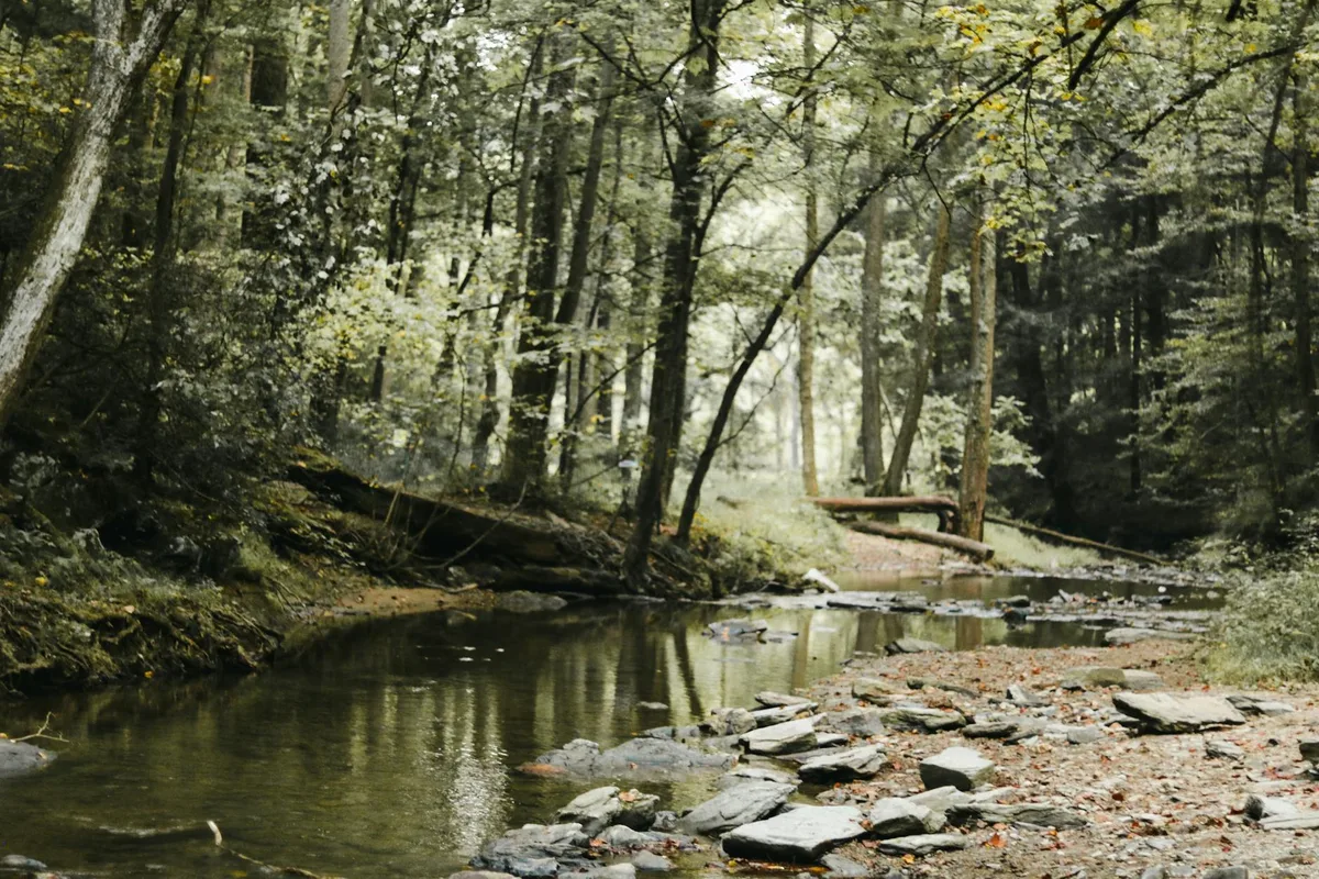 A narrow, calm stream winds through a shaded forest, with mossy banks, exposed rocks, and tall tree trunks reflected in the water. Soft golden light filters through the canopy, and a small wooden footbridge sits in the distance along the creek.