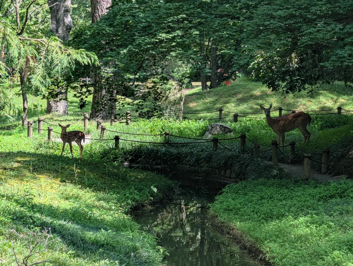 Two deer stand in a shaded Japanese garden beside a narrow stream, with rope fencing, mossy banks, and dense trees creating a quiet, layered green scene. Sunlight filters through the canopy, highlighting the fawn on the left and the adult deer on the right.