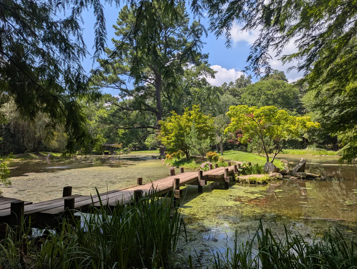 A wooden footbridge crosses a still pond in Maymont’s Japanese garden, with green algae, reeds, and rock accents in the foreground. Sunlit trees frame the scene under a bright blue sky, giving the garden a lush summer feel.