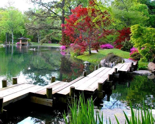 A wooden footbridge crosses a calm pond in Maymont’s Japanese garden, leading past a red Japanese maple, clipped shrubs, and bright pink azaleas. The still water reflects the surrounding evergreens and a small pavilion on the far shore in soft morning light.