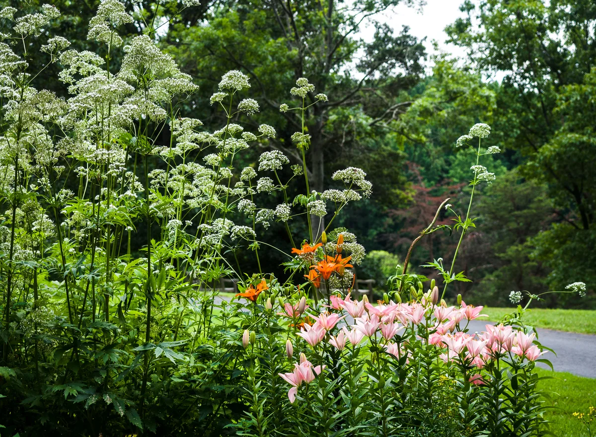 Pink lilies and a few orange blooms rise in the foreground beside tall white wildflowers, with a curving path disappearing into dense green trees. The midday light makes the garden look lush and layered, with the flowers sharply lit against the shaded woodland backdrop.