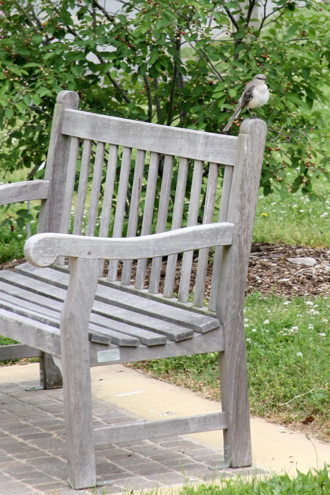 A weathered wooden bench sits on a brick-and-concrete path in a leafy garden, with a small gray bird perched on its backrest. Behind it, a tree loaded with red berries fills the background with dense green foliage.