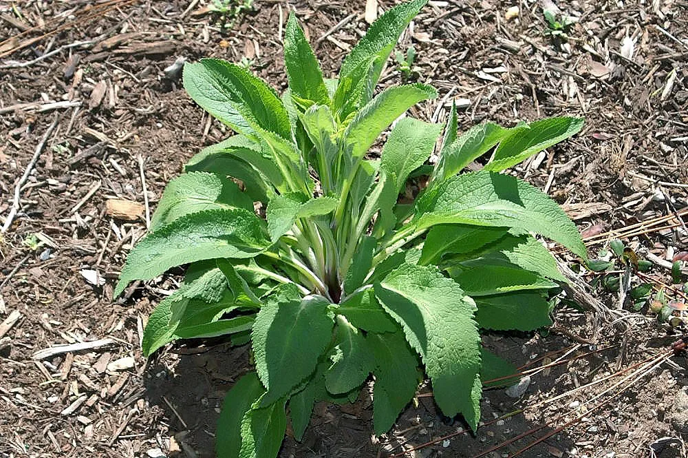 A small green plant with broad, serrated leaves grows from dry mulch and bare soil, lit by bright midday sun. The close-up composition centers the leafy rosette against a textured ground of wood chips and twigs.