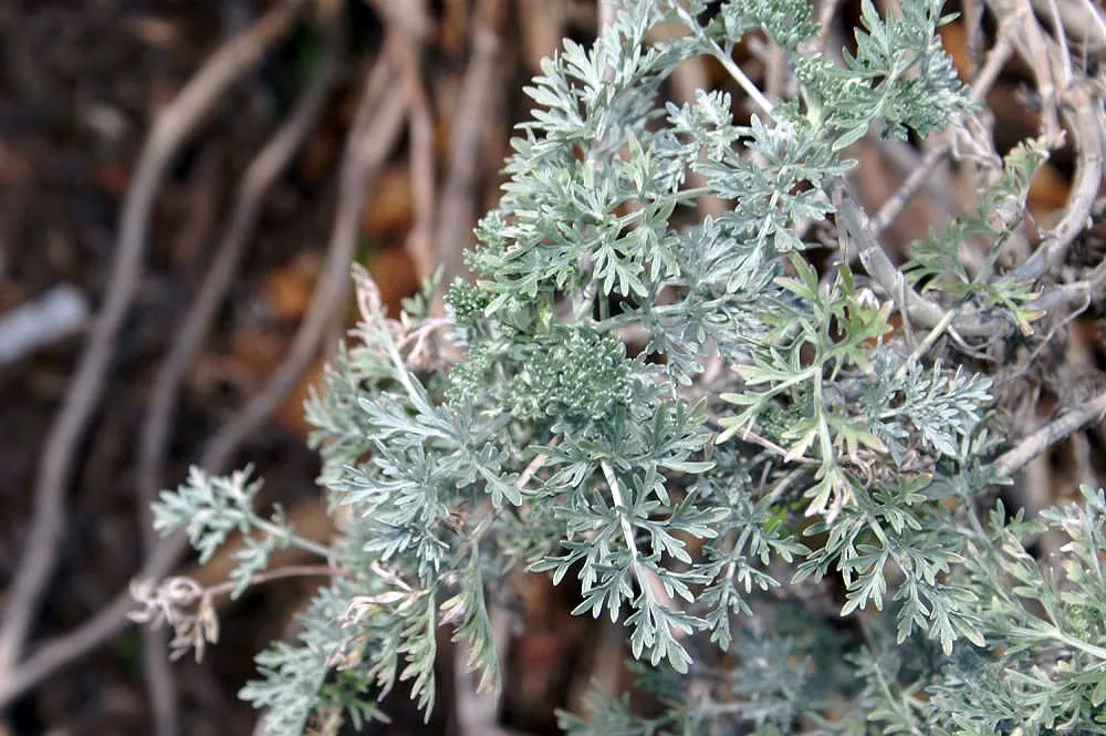Close-up of silvery-green, finely divided leaves and branching stems, with a soft blur of brown twigs and dried plant matter behind them. The shallow focus highlights the plant’s feathery texture and muted, dusty tones.