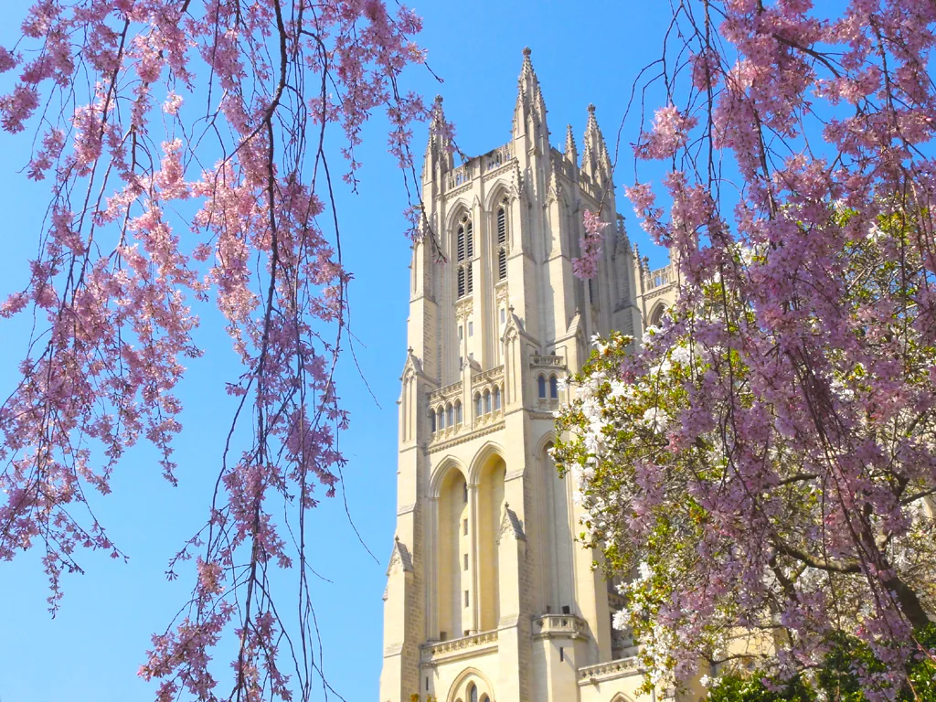 Washington National Cathedral’s pale Gothic tower rises against a clear blue midday sky, framed by cascading pink cherry blossoms and a few white blooms in the foreground. The pointed spires and carved stone details stand out sharply above the flowering branches.