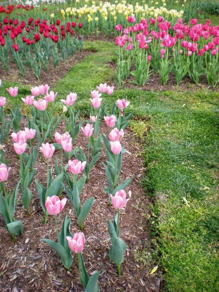 Rows of pink, red, and pale yellow tulips bloom in mulched beds beside a curved strip of green grass, creating a colorful spring pattern. The flowers fill the foreground in a close, ground-level view, with the planting beds receding toward the back.