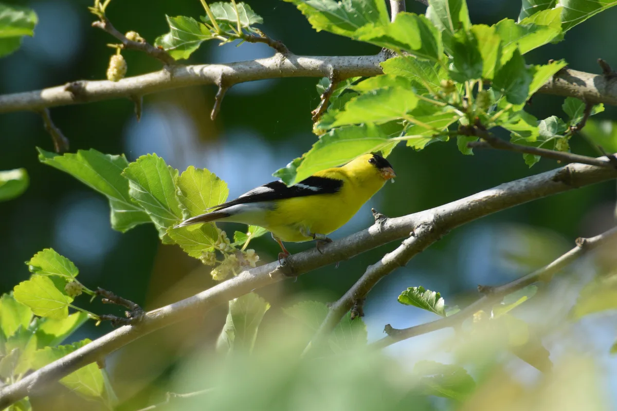 A bright male American goldfinch perches on a pale branch among fresh green leaves, its yellow body and black wings standing out against the soft blue-green background. Sunlight filters through the foliage, creating a warm, springtime woodland feel.