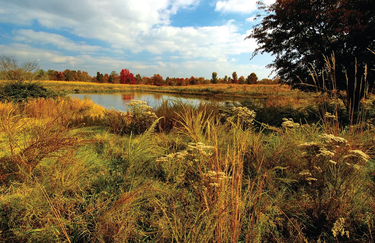 Golden light warms a tidal wetland pond ringed by tall grasses, wildflowers, and scattered trees with early autumn color. The calm water reflects the bright, partly cloudy sky, while a dark tree frames the right edge of the scene.
