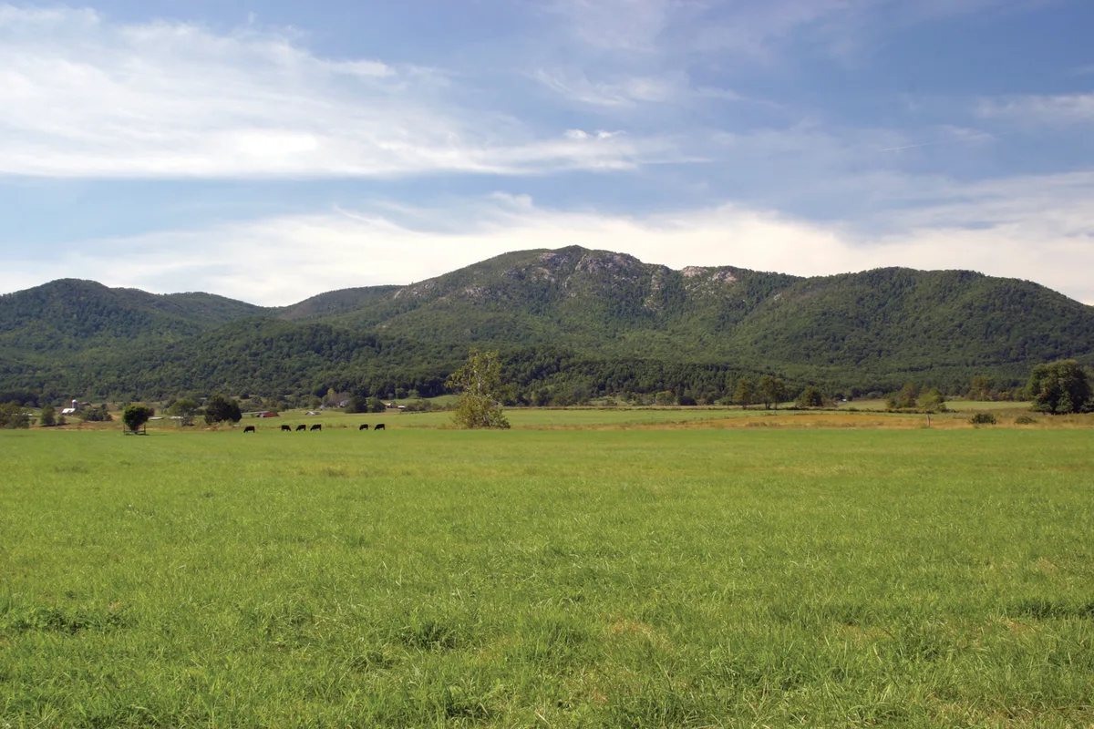 A wide green meadow stretches toward Old Rag Mountain, where a rocky granite summit rises above forested Blue Ridge ridges. Soft golden light and wispy clouds brighten the panoramic landscape, with a few cattle grazing in the distance.