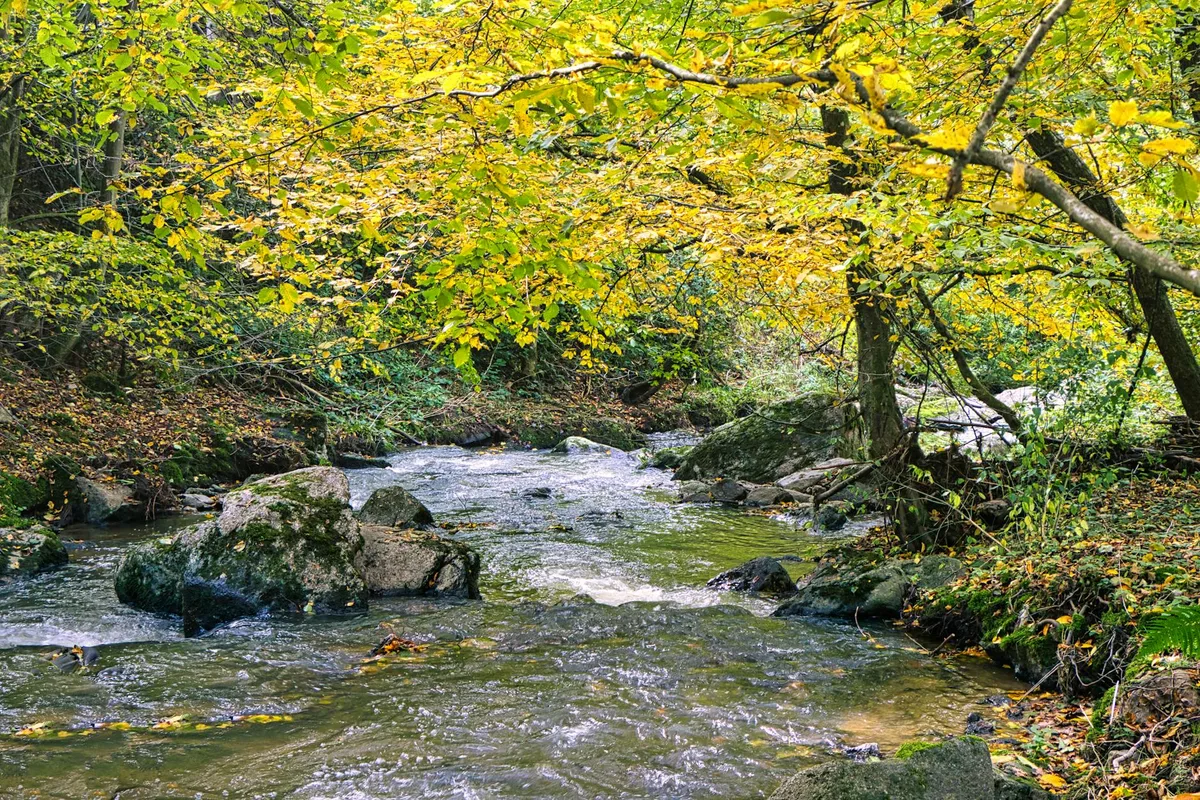 A shallow mountain stream winds through a rocky hollow beneath a canopy of yellow and green autumn leaves, with mossy boulders and low branches framing the water. The long-exposure look smooths the current into a silvery ribbon as it flows through the forest.