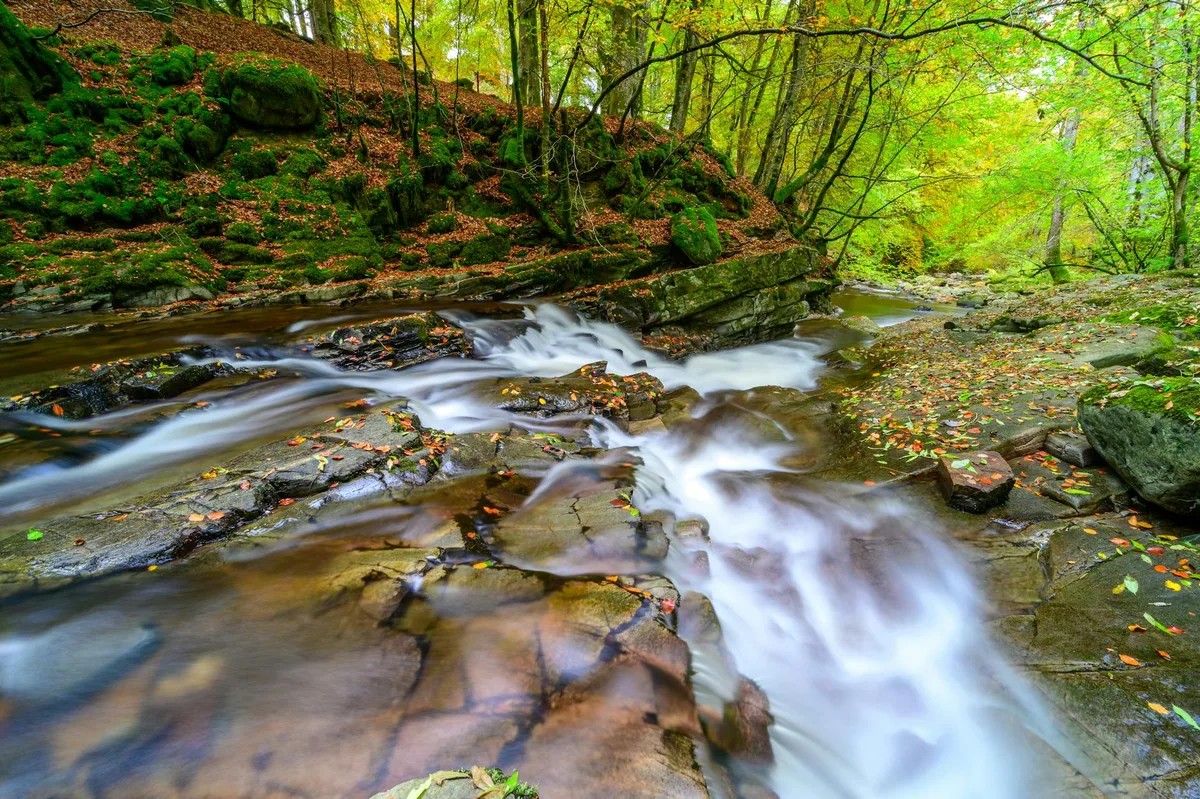 A long-exposure creek spills over flat rock shelves in a shallow, winding cascade, with silky white water cutting through a forested hollow. Mossy boulders, fallen leaves, and bright green autumn foliage line the rocky banks under soft natural light.