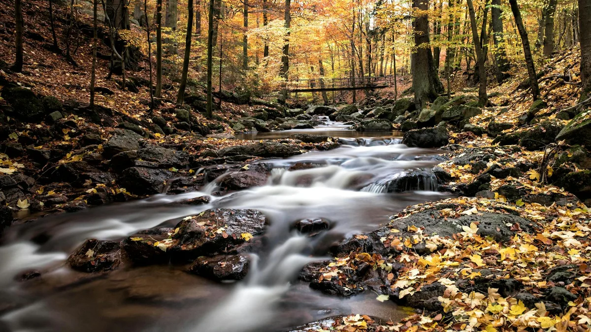 A long-exposure stream runs over dark rocks through a forested hollow, with silky water leading toward a small footbridge in the distance. Golden autumn leaves carpet the banks and tall trees frame the creek under soft, muted light.
