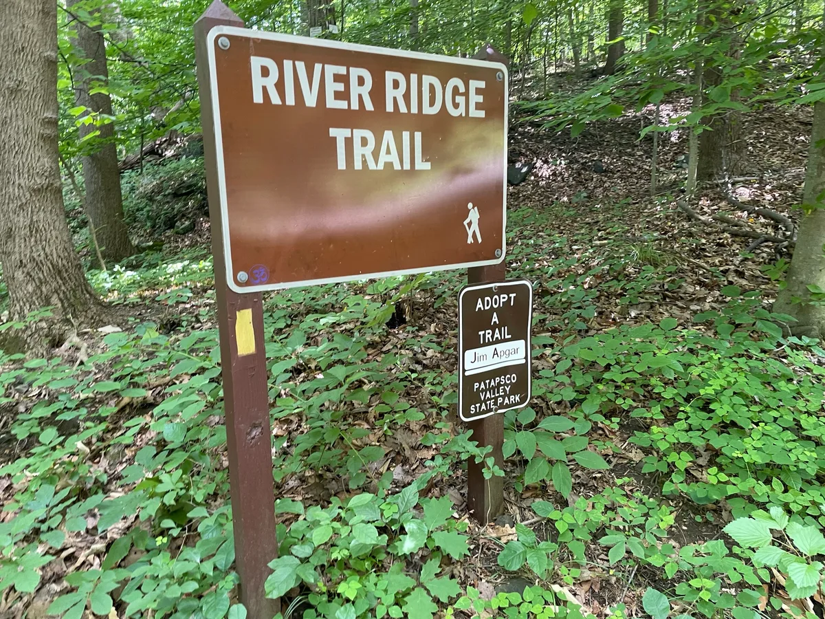 A brown “River Ridge Trail” sign stands in a leafy Patapsco Valley forest, with a smaller “Adopt a Trail” marker beside it. Green understory plants and tall tree trunks fill the frame, giving the scene a shaded, quiet woodland feel.