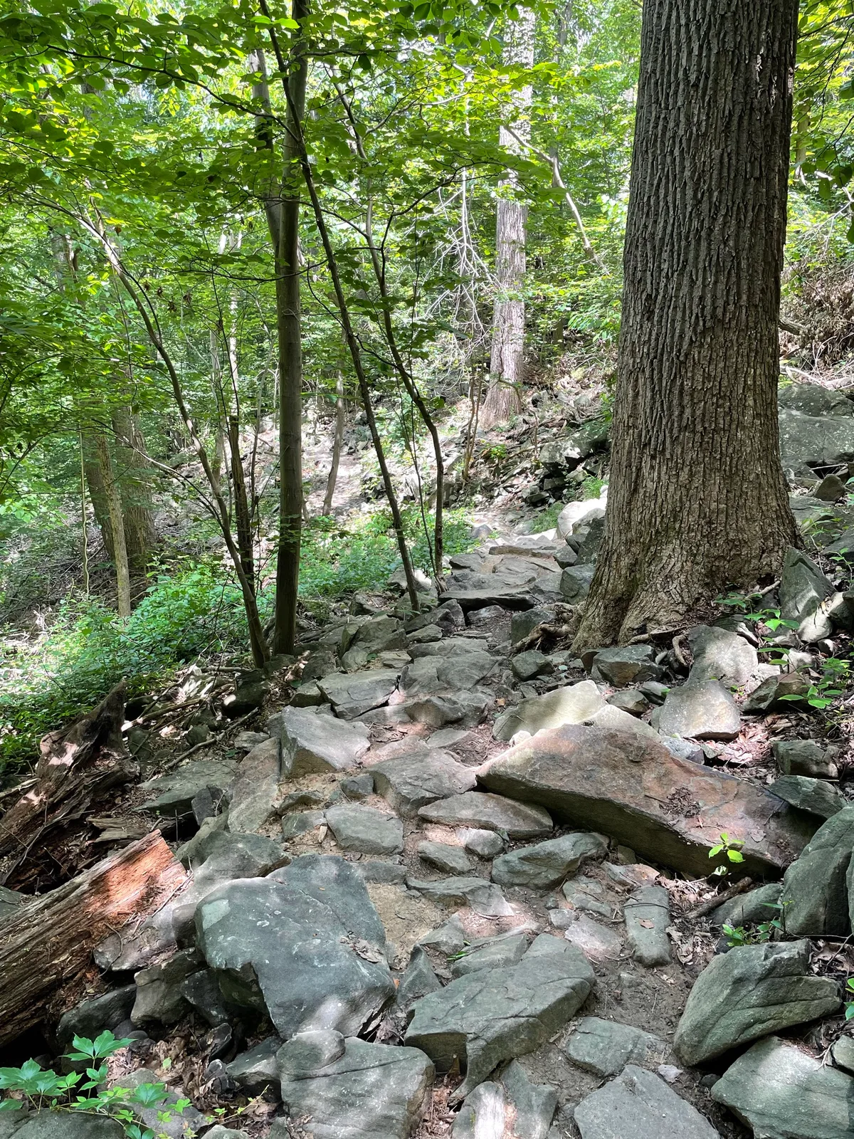 A rocky trail winds through dense green woodland, with uneven stones and exposed roots leading downhill past a large tree trunk in the foreground. Dappled sunlight filters through the summer canopy, brightening patches of the rugged path and surrounding boulders.