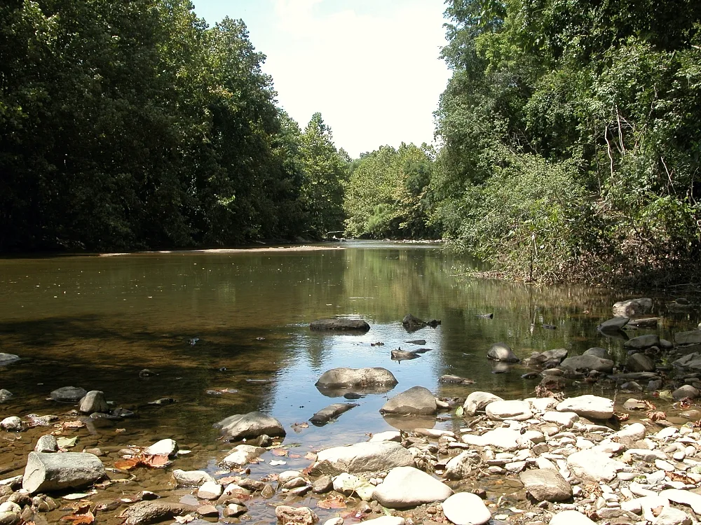 A calm, shallow stretch of the Patapsco River fills the frame, with clear water reflecting dense summer-green trees along both banks and smooth rocks scattered across the pebbled shoreline. The scene feels bright and quiet, with a sunlit opening in the canopy and a glimpse of rapids in the distance.